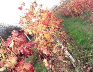 Walks among the rows 